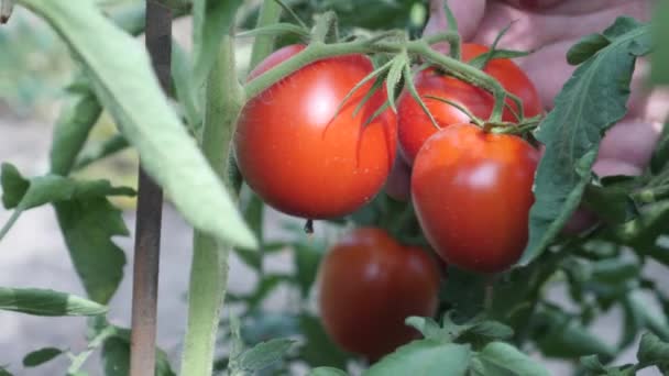 Male Farmer Harvest Fresh Ripe Red Romatoes — Stock Video