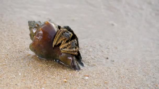 Krab pełzający po piaszczystej plaży w pobliżu wody morskiej — Wideo stockowe