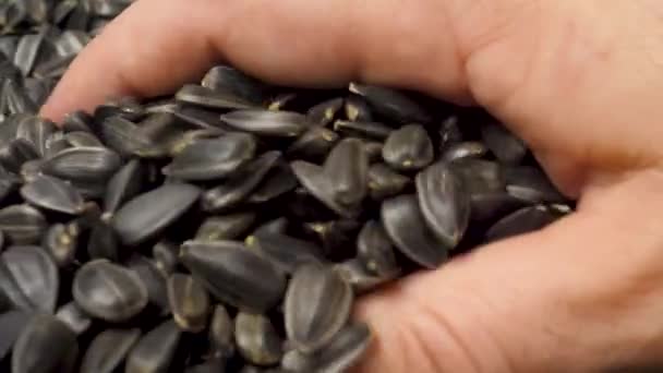 Les agriculteurs examinent à la main les graines de tournesol — Video
