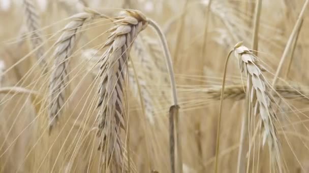 Ripe ears of Rye field — Stockvideo