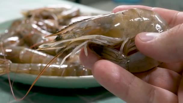 Camarões frescos ou camarões em bruto nas mãos — Vídeo de Stock