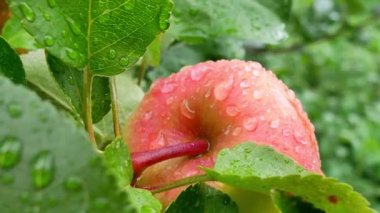 Yağmur Sonrası Meyve Bahçesinde Ağaç dalında Sulu Elma