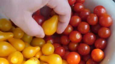 Çiftçi Kırmızı ve Sarı Sulu Kiraz Domatesi Kontrol Ediyor