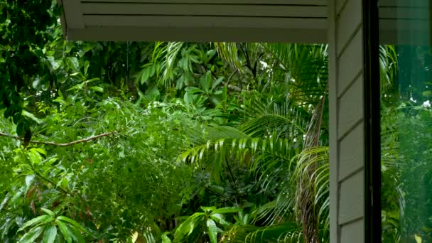 Wassertropfen auf grünem Hintergrund — Stockvideo