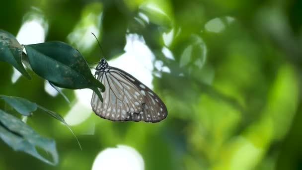 Papillon avec des ailes bleues, grises et blanches est assis sur la feuille verte sur l'arbre — Video