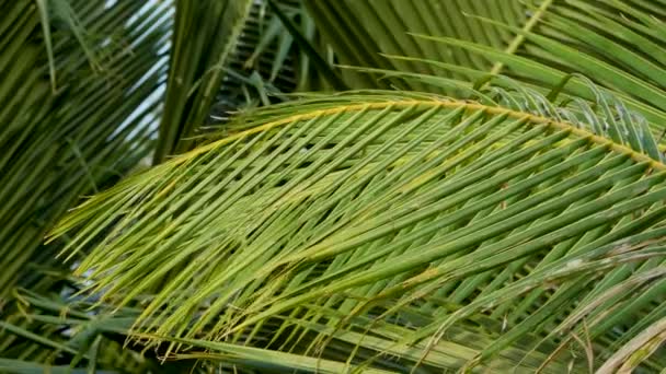 Palmier avec fond vert de feuilles — Video