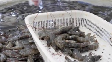 Taze karides ya da çiğ karides pişirmeye hazır.