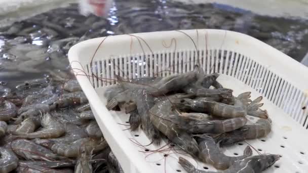 Camarones frescos o langostinos crudos listos para cocinar — Vídeo de stock