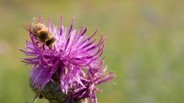 Bal arısı pembe çiçekte polen nektarı toplar — Stok video