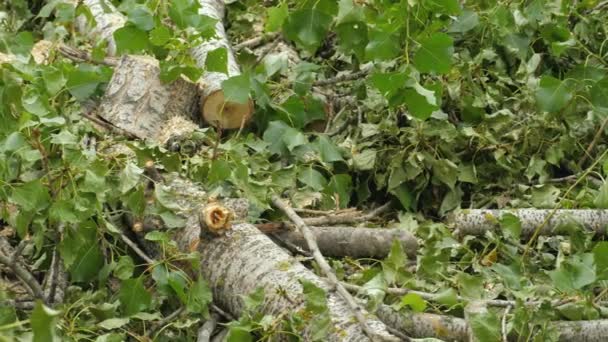Купка гілок дерев після розрізання зеленим листям — стокове відео