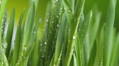 Sabah çiğ ile yeşil çimen