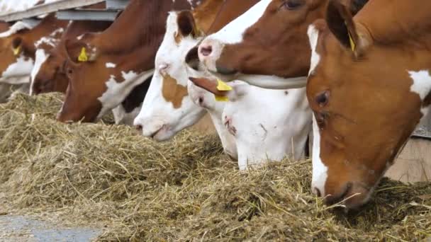 Bruine koeien eten op koeienstal buiten in de zomerdag — Stockvideo