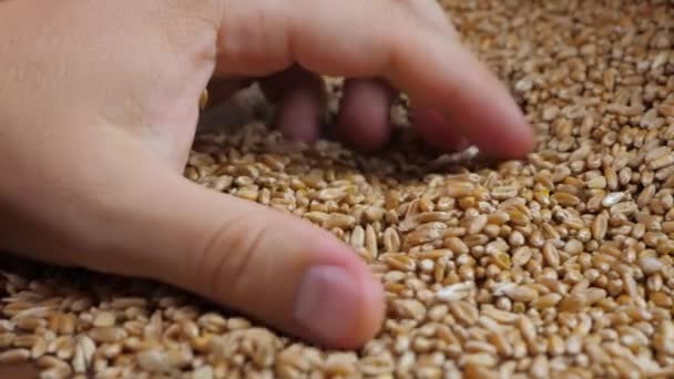 Hommes main toucher blé mûr jaune — Video