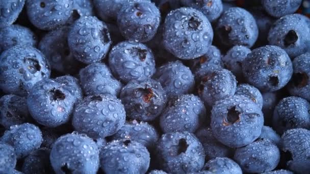 Fresh blueberry with water droplets — Stock Video