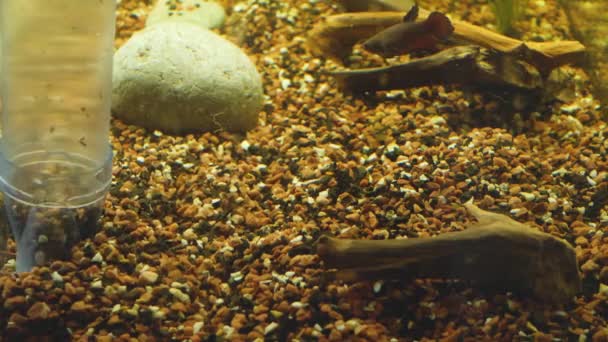 Heimaquarium von Schlamm reinigen — Stockvideo