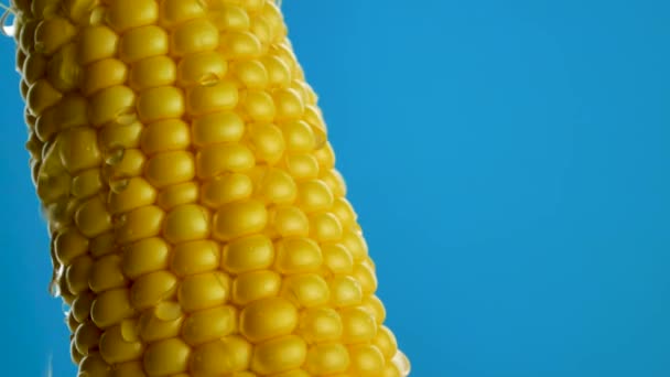 Water Drops Run Falls Grains Ripe Yellow Fresh Corn Cobs — Stock Video
