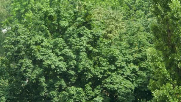 Albero con sfondo foglie verdi — Video Stock