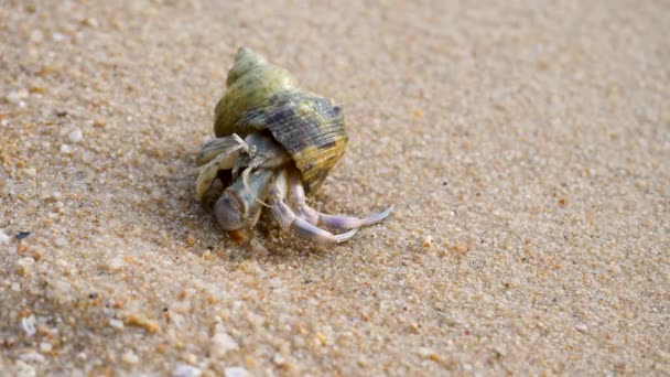 Cangrejo ermitaño en la playa de arena — Vídeos de Stock
