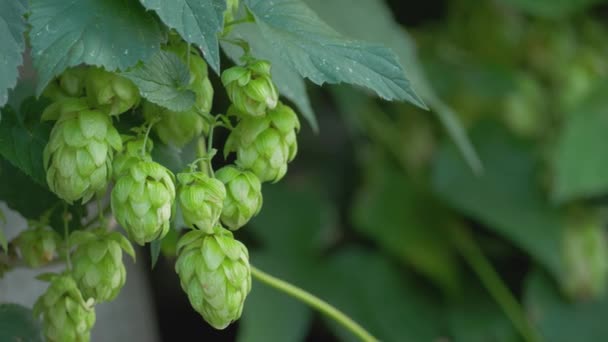 做啤酒用的绿色新鲜啤酒花 生态工艺酿酒厂优质啤酒生产中的生腐殖质 — 图库视频影像