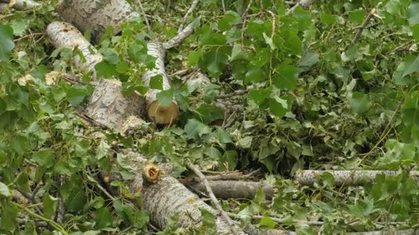 Φρεσκοκομμένη κούτσουρο δέντρο στο δημόσιο πάρκο — Αρχείο Βίντεο