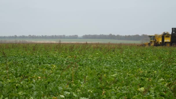 Cosechadora de máquinas agrícolas para cosechar remolacha azucarera en el campo — Vídeos de Stock