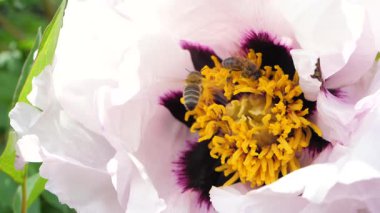 Güneşli çayırlarda, arı çiçekten çiçeğe dans eder, tatlı bal yaratmak için nektar toplar. Sarı çiçekler, polen taşıyıcılar için canlı bir tuval sağlıyor.