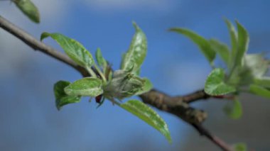 Elma tomurcuklarının yakın çekimi, güneşli mavi gökyüzünün arka planında filizlenen genç yaprakları ortaya çıkarıyor. Yetiştirme mevsiminin başlaması, baharda çiftlikte ya da özel bir arazide doğanın yenilenmesi anlamına gelir.