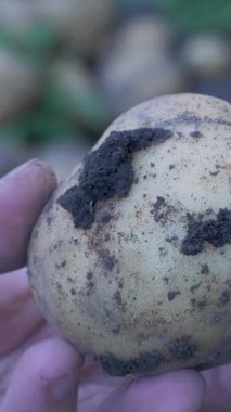 Çiftçi elinde mavi eldivenli bir patates tutuyor. Patatesin üzerinde toprak var, yakın zamanda çıkarıldığını gösteriyor. Nişasta kökü sebze 