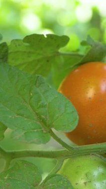 Enfeksiyon belirtileri gösteren yeşil domates. Organik çiftlik daha fazla yayılmayı önlemek için adımlar atıyor. Erken teşhis, mahsul verimini ve kalitesini korumak için gereklidir.