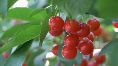 Olgun kırmızı kirazlı dal. Meyve ağacının arka planında tatlı kırmızı kiraz meyvesi