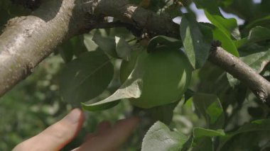 İşçi yeşil elmayı kontrol ediyor. Meyve dokusunu dikkatle inceler. Kimyasal böcek kontrolü olmadan organik yetiştirme temiz çevre ve doğal lezzeti garanti eder