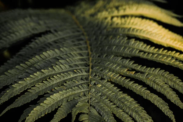 Macro Photo Avatar Leaf Accent Warm Light Spots Contrasting Shadows — Photo