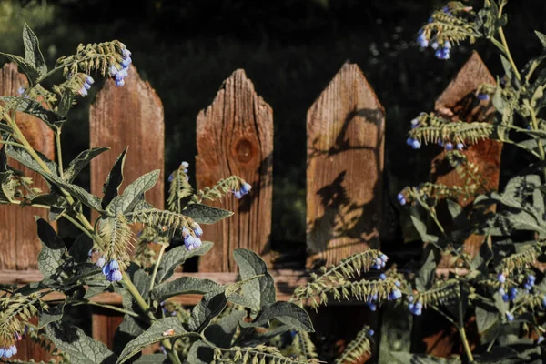 Green Bush Small Blue Flowers Old Wooden Fence Warm Sunlight — ストック写真