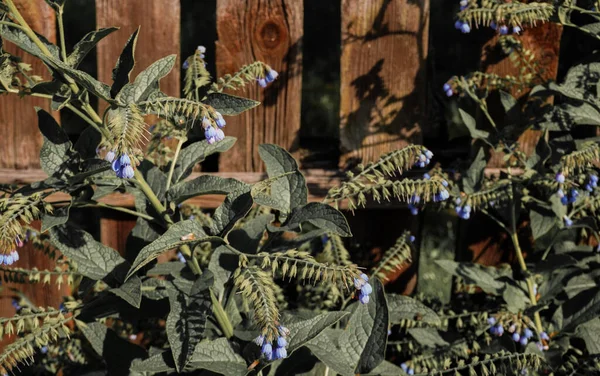 Green Bush Small Blue Flowers Old Wooden Fence — ストック写真