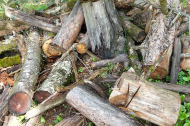 A rustic pile of cut logs and fallen branches resting on the forest ground, showcasing textures of bark, wood, and nature s raw beauty.