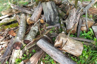 A rustic pile of cut logs and fallen branches resting on the forest ground, showcasing textures of bark, wood, and nature s raw beauty.