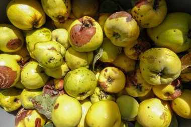 Close-up of a heap of yellow quinces, some ripe and some bruised, capturing the raw beauty and imperfection of organic fruit harvest.