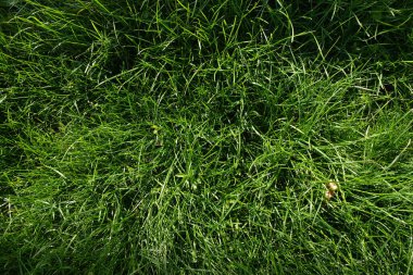 Detailed close-up of lush green grass illuminated by natural light, showing vibrant color and organic texture ideal for nature or background themes.