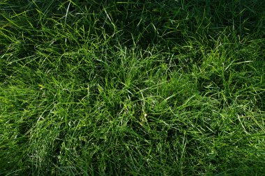 Detailed close-up of lush green grass illuminated by natural light, showing vibrant color and organic texture ideal for nature or background themes.