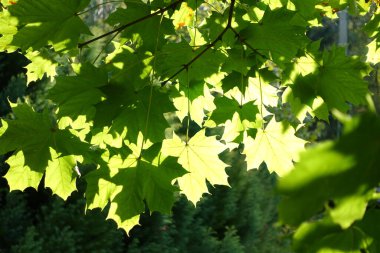 Bright sunlight shines through a canopy of fresh green maple leaves, creating a natural pattern of light and shadow in a serene forest setting.