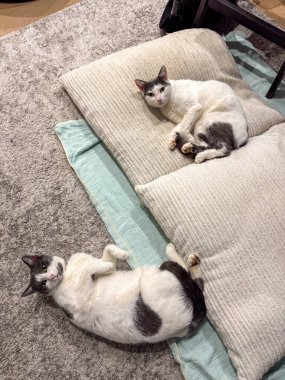 Two white and gray cats lying lazily on soft beige cushions and a textured carpet, enjoying a calm and cozy indoor moment.