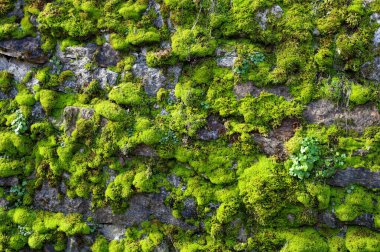 Sert bir taş duvarın üzerinden yayılan canlı yeşil yosunların yakın çekimi, sakin ve topraksı bir ortamda doğal dokuları, nemi ve organik büyümeyi vurguluyor..