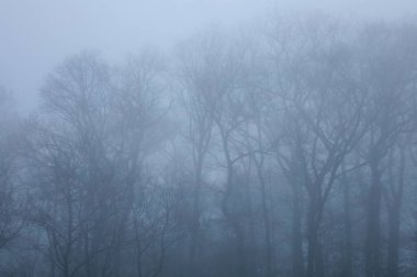 Yoğun sis, çıplak ağaçların anahatlarını yumuşatarak kış ormanlarında sürükleniyor. Sessiz, atmosferik bir manzara. Gizemi, sakinliği ve durgunluğu aktarıyor..