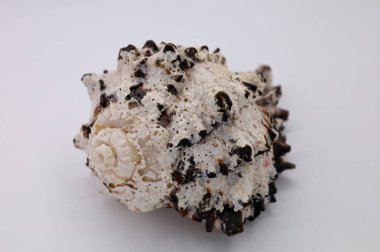 Kaba dokusu ve toprak tonuyla doğal bir deniz kabuğunun yakın çekimi, temiz beyaz bir arkaplanda izole edilmiş, organik formu ve kıyı estetiğini vurguluyor..