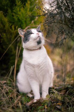 Beyaz ve gri evcil kedi çimenlerin, ağaçların ve ağaçların arasında gün ışığında fotoğraflandı..