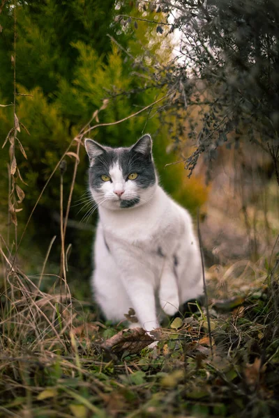 Beyaz ve gri evcil kedi çimenlerin, ağaçların ve ağaçların arasında gün ışığında fotoğraflandı..