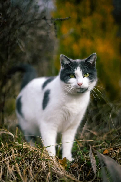 Beyaz ve gri evcil kedi çimenlerin, ağaçların ve ağaçların arasında gün ışığında fotoğraflandı..