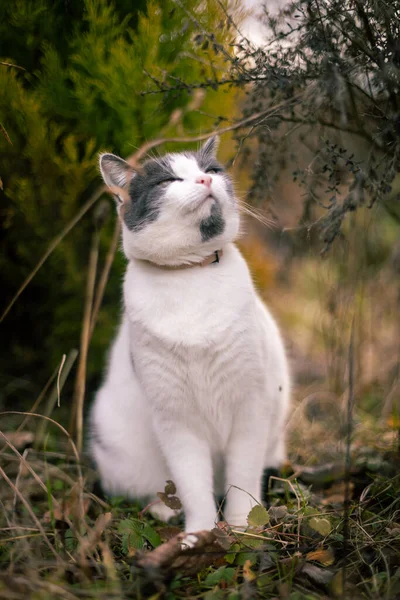 Beyaz ve gri evcil kedi çimenlerin, ağaçların ve ağaçların arasında gün ışığında fotoğraflandı..