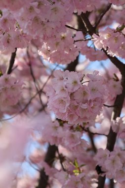 Yumuşak pembe kiraz çiçekleri güneş ışığında ağaç dallarında çiçek açıyor, narin bahar doğasını ve mevsimsel güzellikleri yakalıyor..