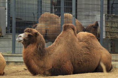 Nazik yüzleri ve doğal davranışları bu görüntüyü zoolojik yayınlar, doğa koruma materyalleri ve eğitim projeleri için ideal kılıyor. Yüksek kalite fotoğraf